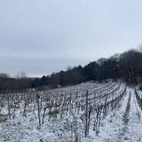 Randonnée à Vienne Bisamberg