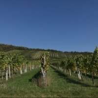 Journée vendanges